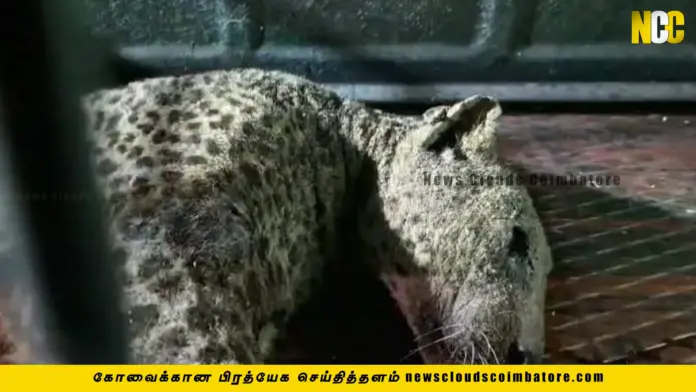 leopard in Coimbatore