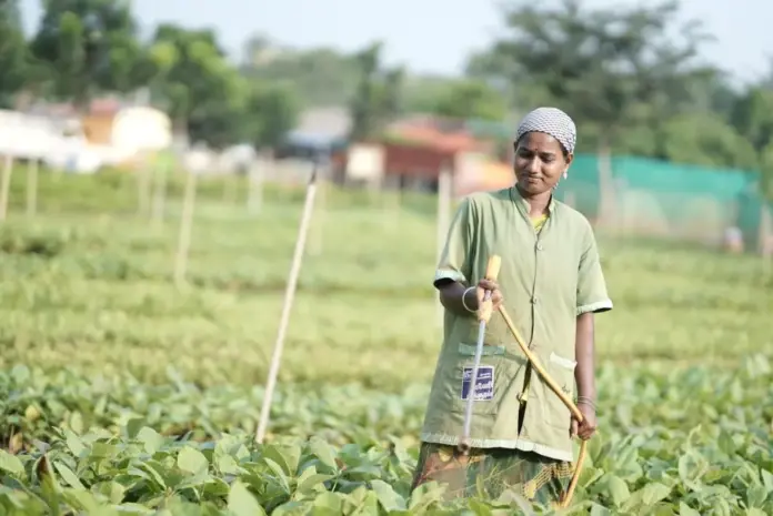 farmer