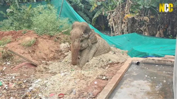 Female elephant rescue coimbatore