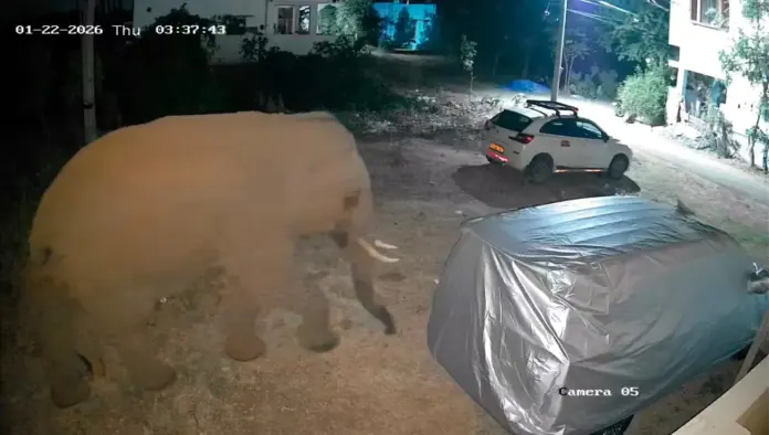 wild elephant near farmhouse