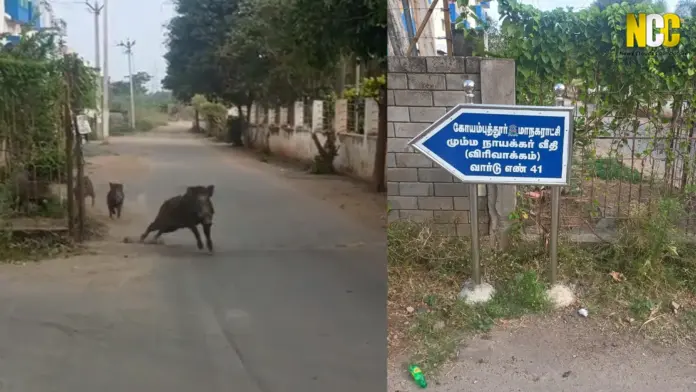 WILD BOARS IN VADAVALLI
