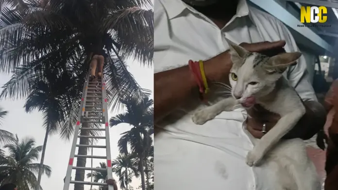 firefighters rescue kitten