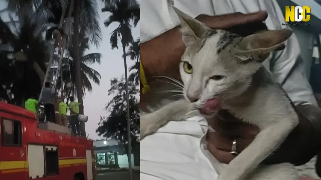 Rescue operation for stranded cat