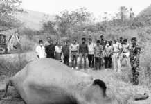 Dead wild elephant in fores