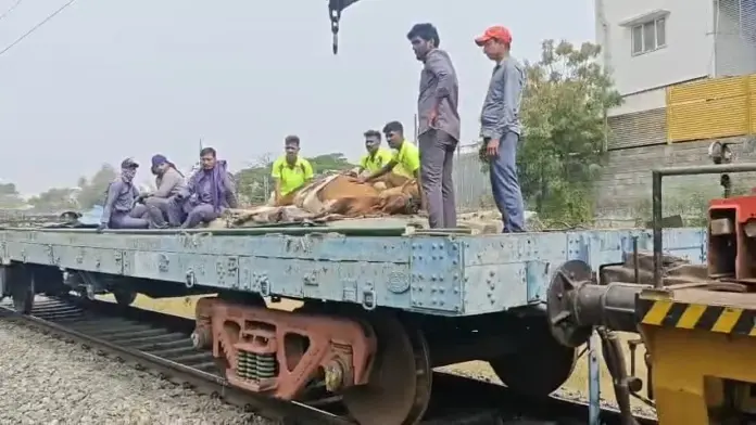 Injured cow rescued near railway track