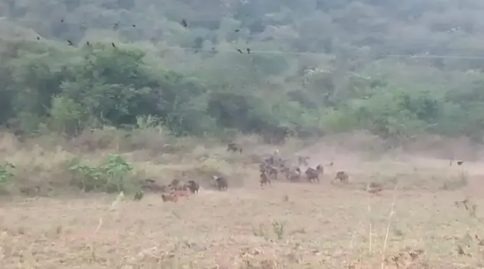 Wild dogs hunting wild boars near Coimbatore foothills image
