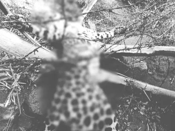 Leopard trapped in fence