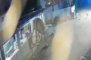 Wild elephant near house