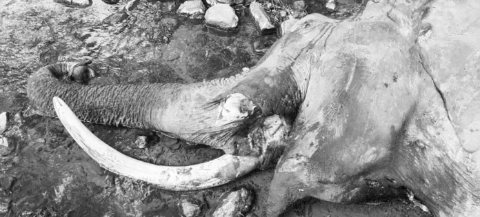 Dead elephant forest inspection