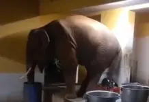 Elephant enters CRPF campus