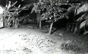 Wild boars damage farm