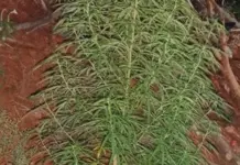 Vadavalli ganja plant raid