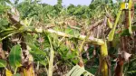 Banana trees damaged in Coimbatore