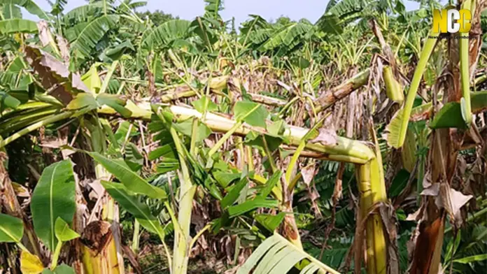 Banana trees damaged in Coimbatore