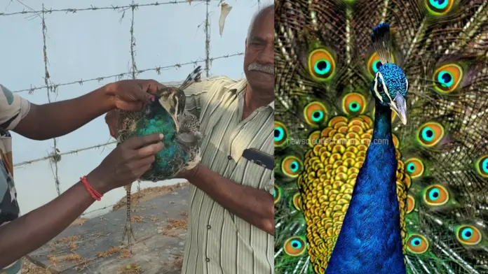peacock electrocuted in Coimbatore