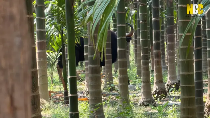 Wild buffalo search Coimbatore