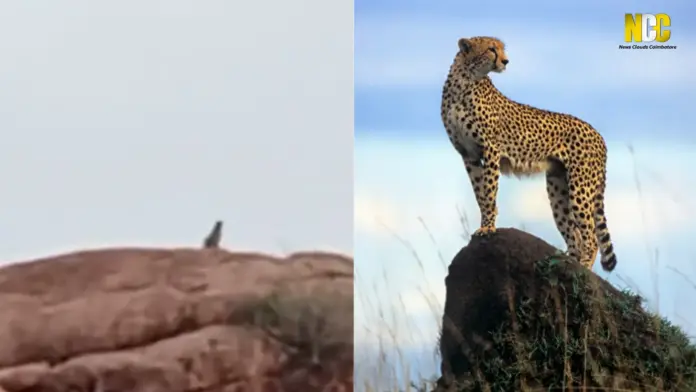 cheetah
