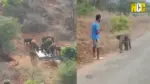 elephant calf rescue scene