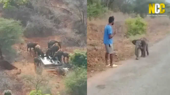 elephant calf rescue scene