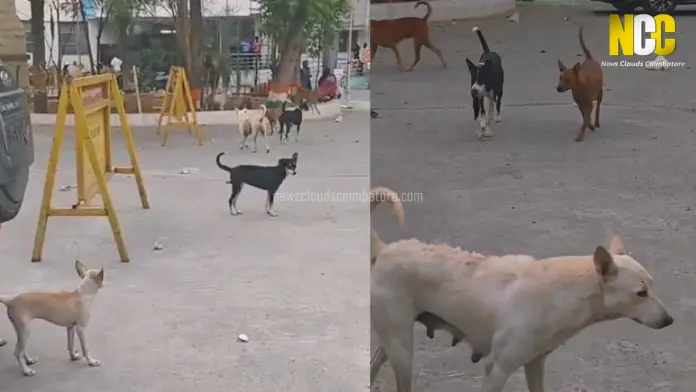stray dogs hospital scene