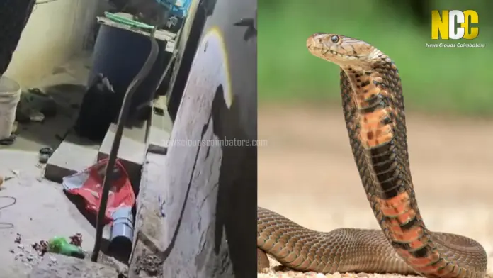 snake rescue cobra video