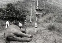 elephant electrocution incident