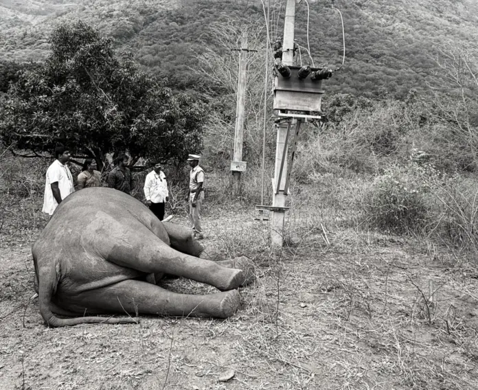 elephant electrocution incident
