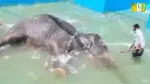 Kalyani elephant shower bath