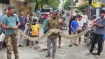 giant python rescue image