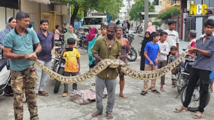 giant python rescue image