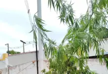 Police seize ganja plants from house garden.