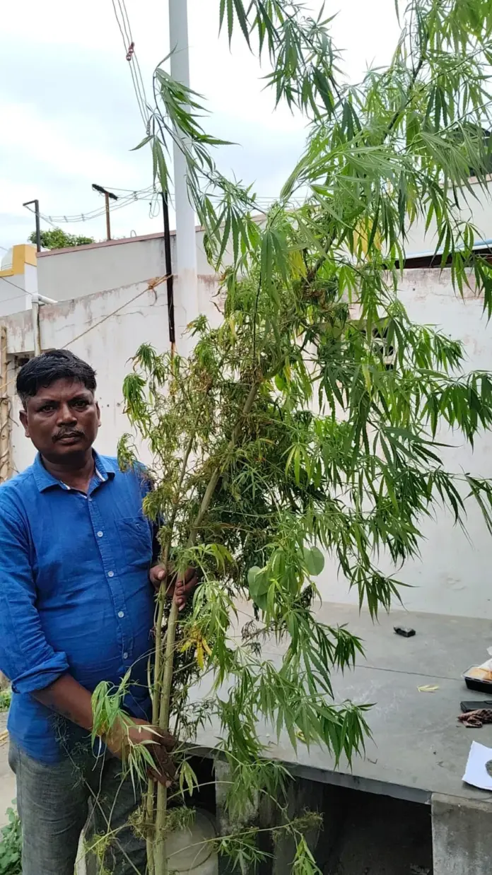 Police seize ganja plants from house garden.