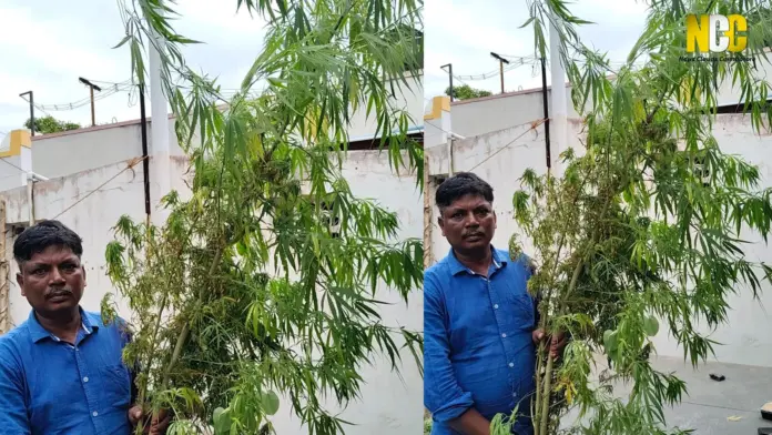 Ganja plants seized in Coimbatore garden