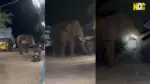 Bahubali Elephant Near Road