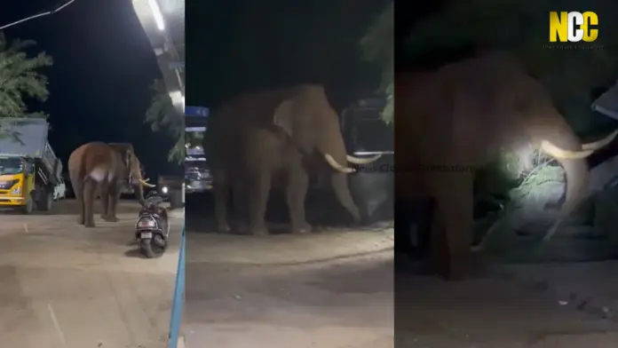 Bahubali Elephant Near Road