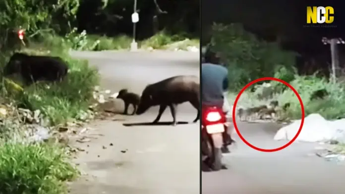 Wild boars in Vadavalli road