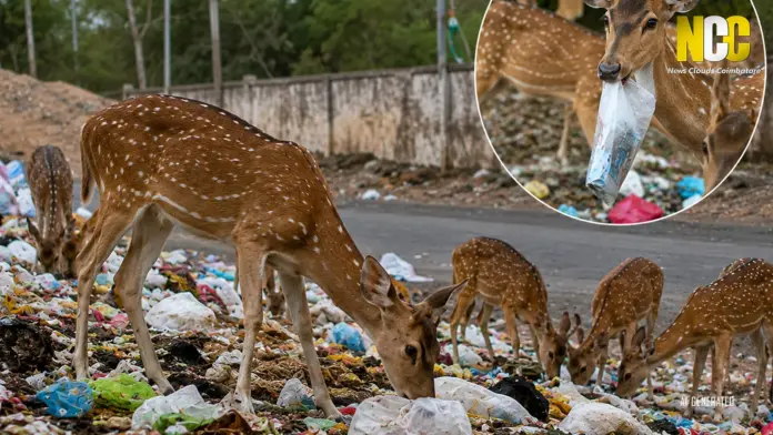 Deer eating plastic waste