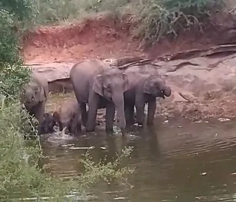 Wild elephant alert Coimbatore