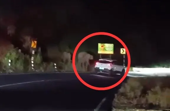 Wild elephant charges at car