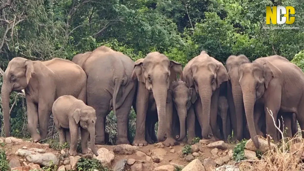 Wild Elephant Family in Coimbatore