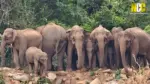 Wild Elephant Family in Coimbatore