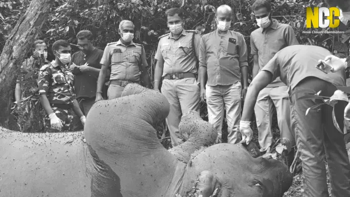 Pollachi elephant death investigation