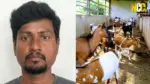 Goat abuse case arrest