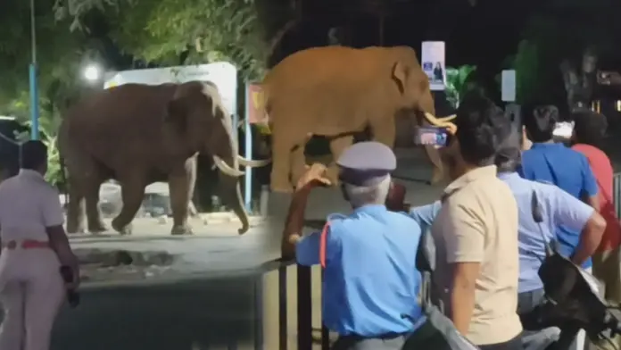 Bahubali elephant crossing road