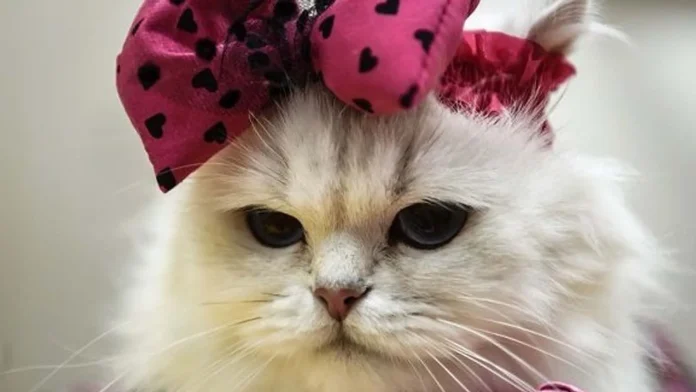 International Cat Day 2026