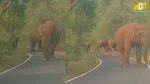 Mother elephant protecting calves on Coimbatore road.