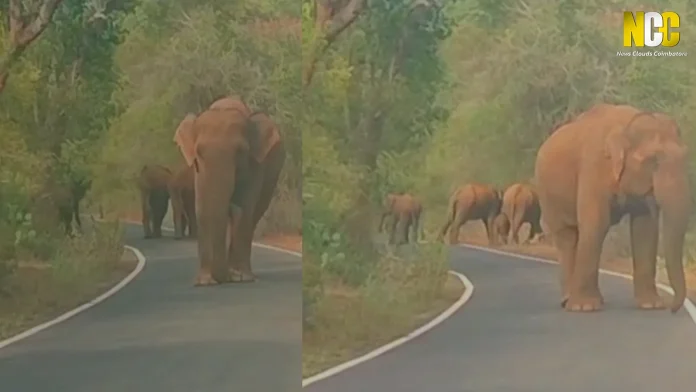 Mother elephant protecting calves on Coimbatore road.