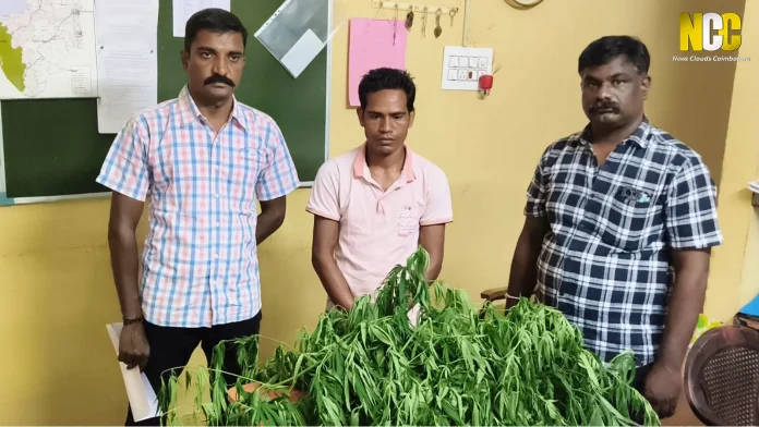 6-Foot Ganja Plant Seized Near Pollachi
