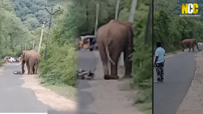Poondi Velliangiri Elephant Incident