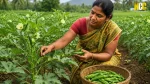 TNAU Okra Price Forecast